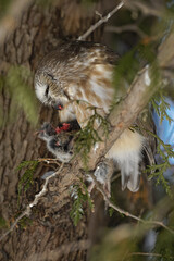 Northern Saw-Whet eating a lemming an tree branch