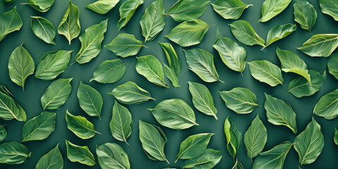 Obraz premium Circle of Fresh Green Leaves on a Dark Background with Lush Foliage in Natural Arrangement Pattern