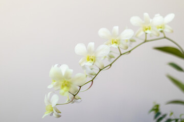 Fototapeta na wymiar Beautiful Orchid flower blooming in garden floral background