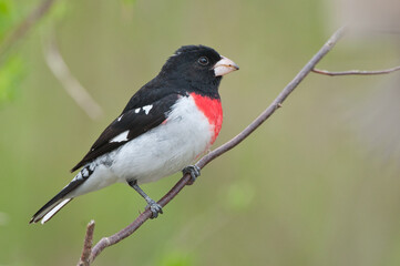 Rose-Breasted Grosbeak perched on a branch