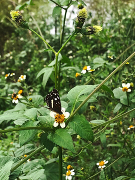Mariposa posada en las flores de la planta Bidens pilosa