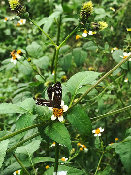 Mariposa posada en las flores de la planta Bidens pilosa
