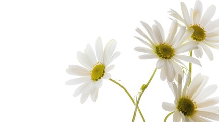 White daisies on white background with copy space.