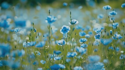 Radiant Blue Floral Splendor: Breathtaking Field Under the Bright Sun