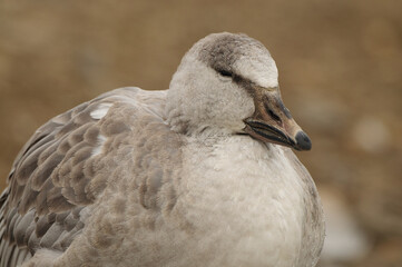 Close-up of a Snow Goose near a Lake in Quebec