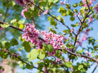 A blossoming prunus branch with pink flowers and green leaves under the sky