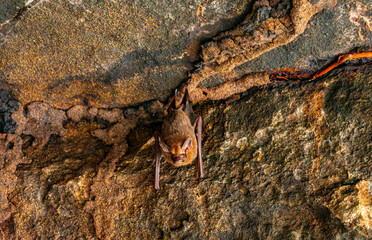 A bat clings to textured stone in San Jose del Guaviare, Colombia, showcasing nature’s diversity