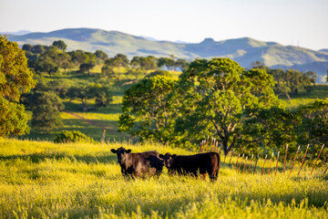 cows in the field