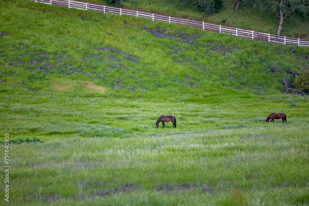 Sticker cows in the field