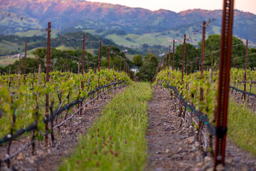 vineyard in autumn