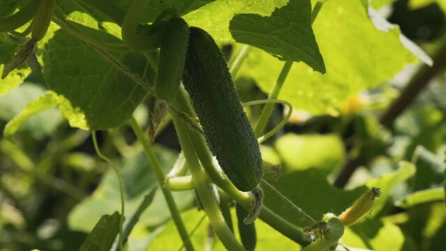 Organic cucumber growing in the vegetable garden ready for harvesting. Agriculture, farming, gardening concept. Close up