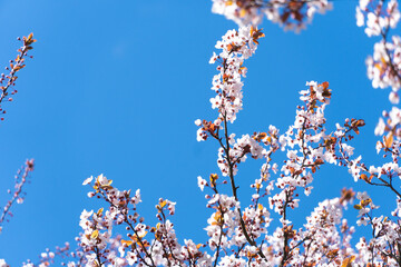 Kwieciste drzewa z niebieskim tłem