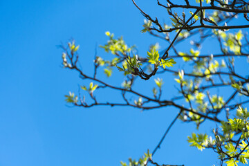 Drzewo wiosną - obrazy, fototapety, plakaty