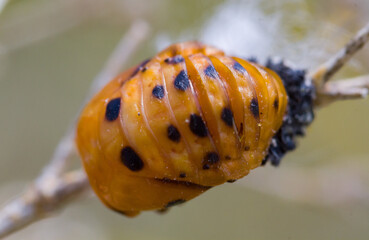 ladybug cocoon