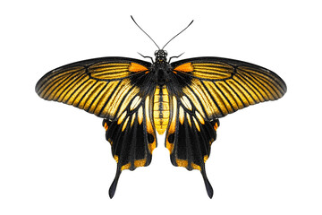 A butterfly with its wings fully spread