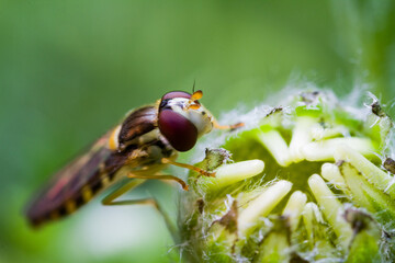 fly on leaf