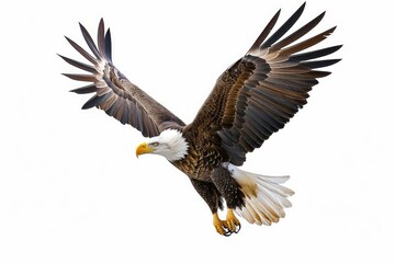 Eagle photo on white isolated background