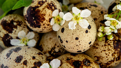 Quail eggs with small white flowers. Close up