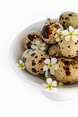 Quail eggs in a bowl. Quail eggs close up with tiny cherry blossom on white background