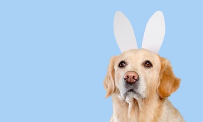 Happy dog dressed ears for easter holiday