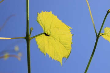 Green vine leaf with an insect in close-up on a sunny summer day