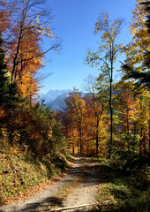 Obraz premium autumn in the forest