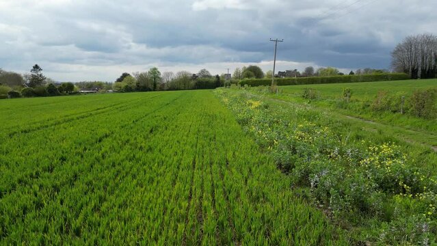 Arable Field Margin at the edge of a field of crops by a footpath allowing wild flowers to grow and provide for wildlife. April, Kent, UK