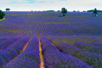 Lavender flowers field rows at summer, Provence France
