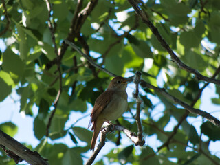 nightingale, rusty, Luscinia megarhynchos, bird, animal, nature,