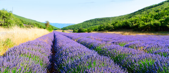 Lavender flowers mountain field with summer blue sky, France, web banner format