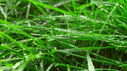 water drops on grass