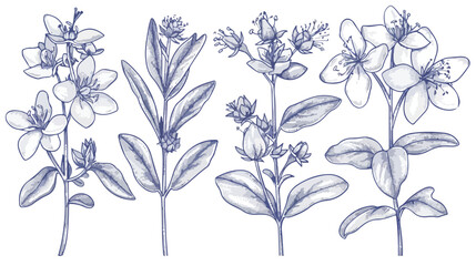 St. Johns wort medical botanical isolated illustration