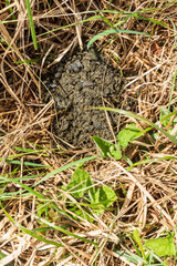 Springtime bear scat in Kysuce region in Slovakia