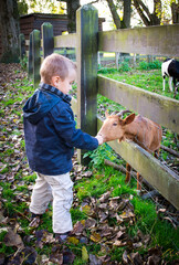 enfant nourrissant une chèvre à la campagne, découverte des animaux de ferme - obrazy, fototapety, plakaty