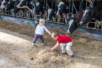 enfant donnant de la paille à des vaches, dans une ferme