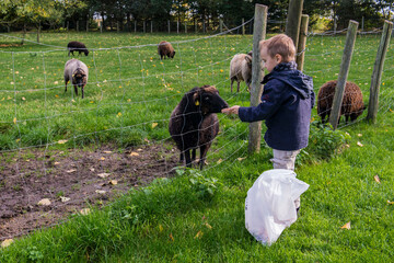 enfant donnant à manger à des poneys dans une ferme