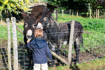 petit garçon nourrissant des poneys dans une ferme