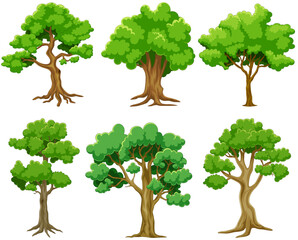 Set of different trees on a white background. Vector illustration.