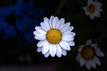 A picture of flowers, commonly known as daisies, in the park during spring.