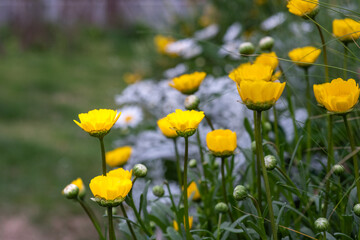 A picture of flowers, commonly known as gold coins, in the park during spring.
