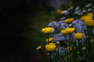 A picture of flowers, commonly known as gold coins, in the park during spring.