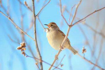 A sparrow lifts its voice in song amidst the budding branches of early spring, under the soft light of a clear blue sky.