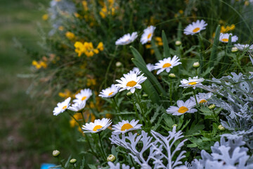A picture of flowers, commonly known as daisies, in the park during spring.