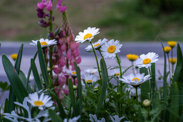 A picture of flowers, commonly known as daisies, in the park during spring.