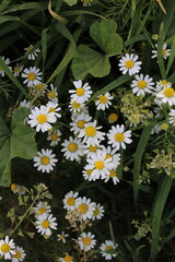 Daisies blooming in the meadow in spring and summer