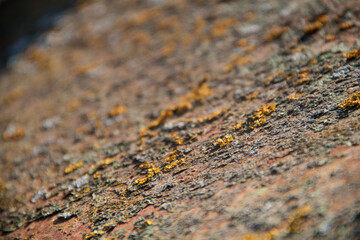 Old wood texture. Photo of natural wood. Rough wooden texture.