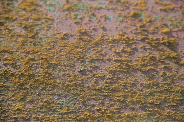 Old wood texture. Photo of natural wood. Rough wooden texture.