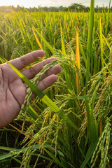 A farmer is checking rice for damage to stem caterpillar pests