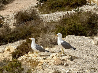 Two Seagulls sitting on the sea coast with plants on the stones.  Sunny day. A good basis for...