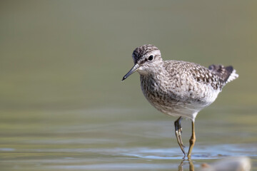 Waders or shorebirds, wood sandpiper (Tringa glareola) in a wetland area in italy.